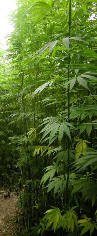 hemp